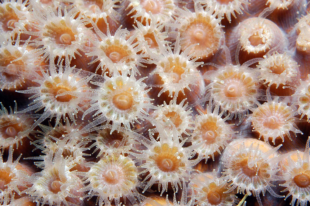 coral polyp close-up