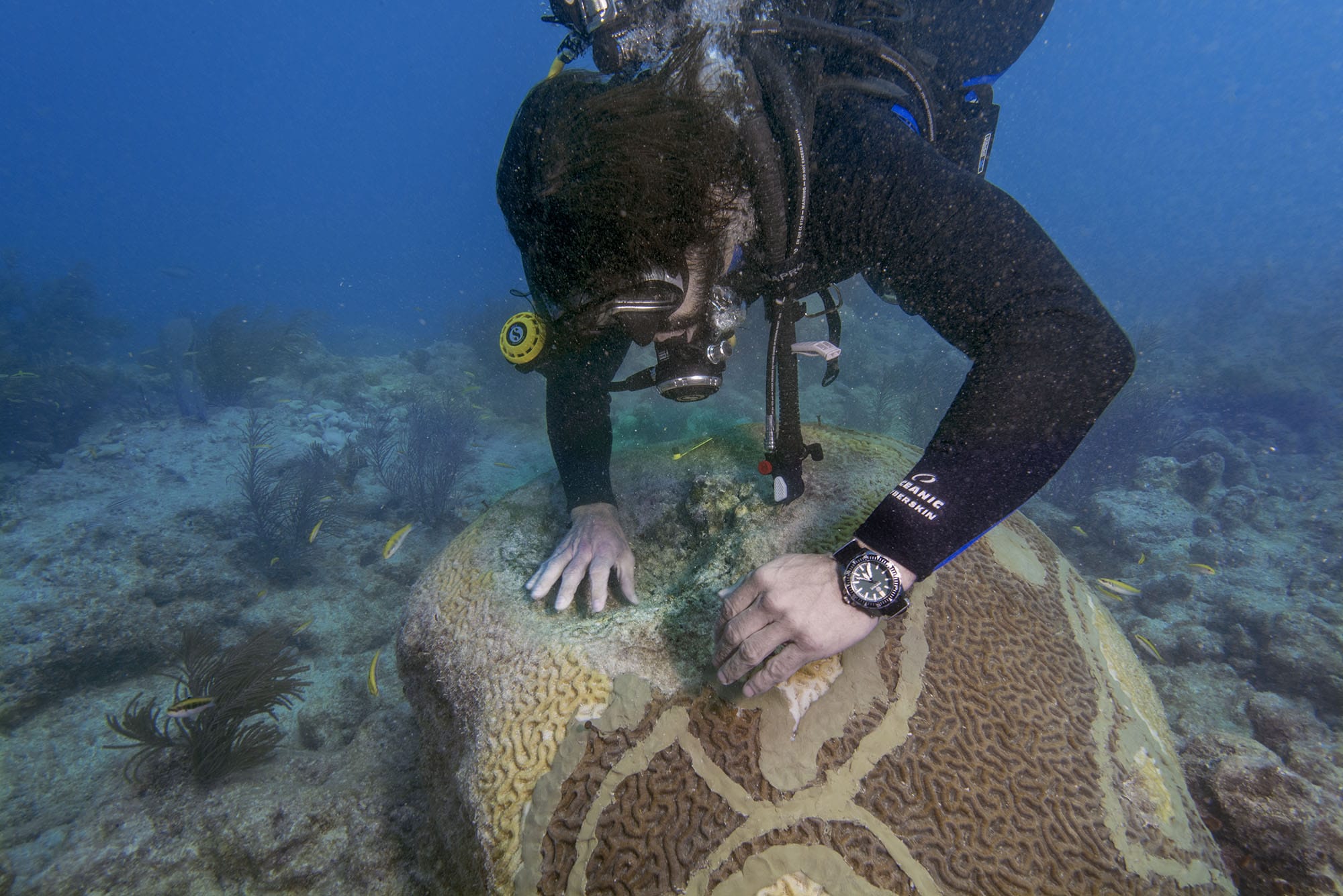 FORCE BLUE diver coral restoration Florida Keys