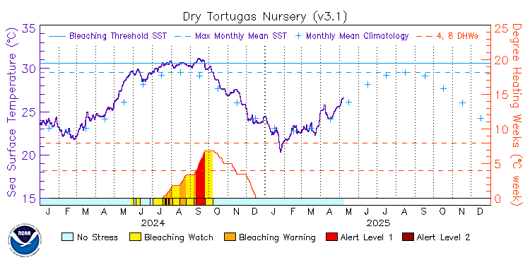 current SST time series