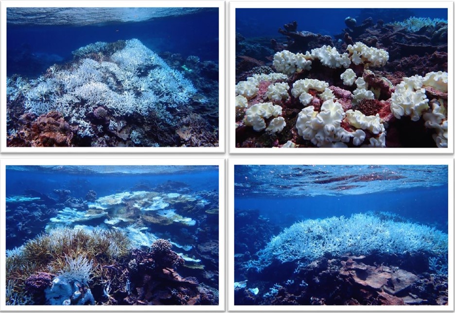 2023 Dec 28 Mass coral bleaching on Palmyra Atoll
