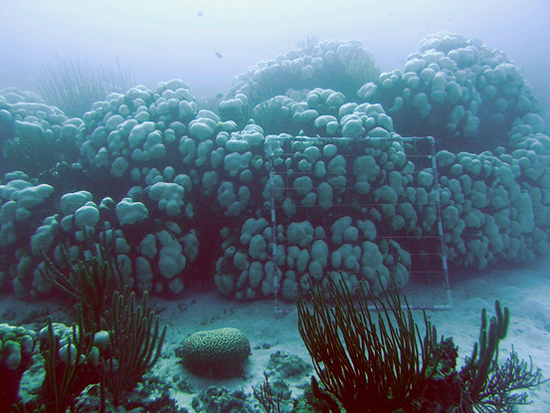 reef scene with bleached coral